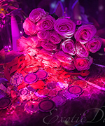     Exotic Dance 18.05.2013